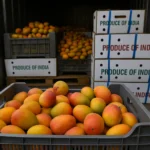 ICC Sets Record $5.76 Million Prize for World Test Championship Final