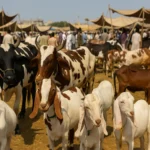 Karachi Port Declares High Alert Ahead of Heavy Monsoon Rains
